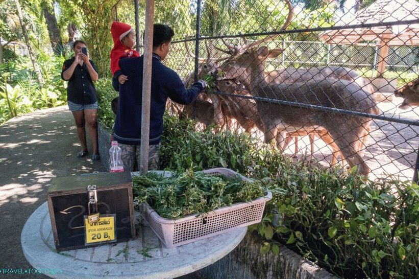 Phuket Zoo - my review, prices, photos and schedule of the show