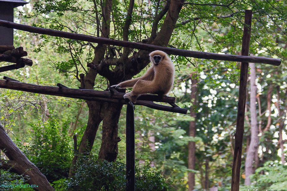 On the one hand, the monkeys are sitting