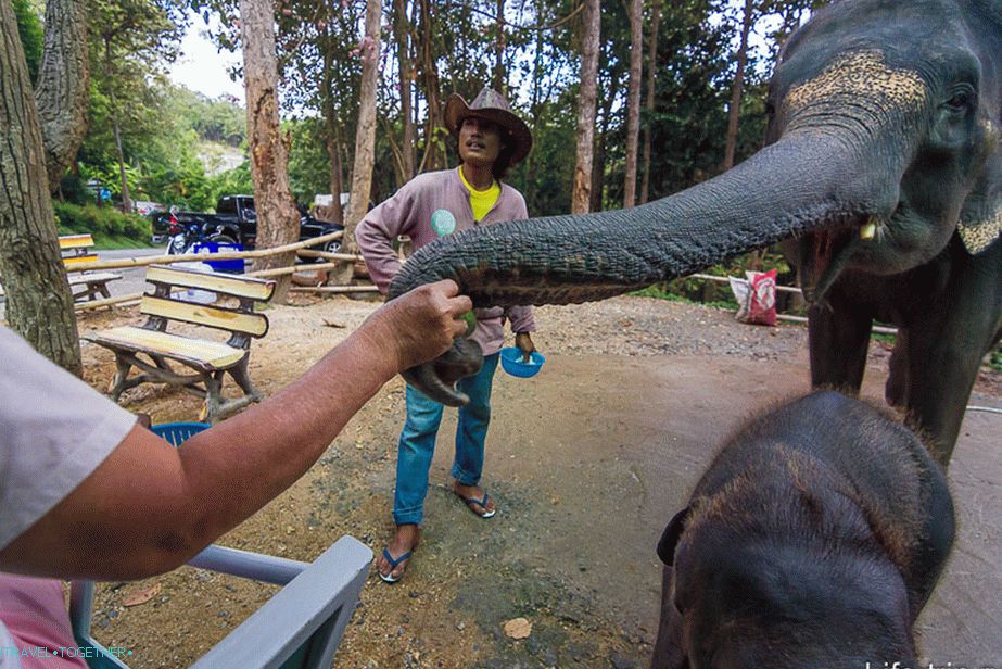 On the other hand, you can feed the elephants