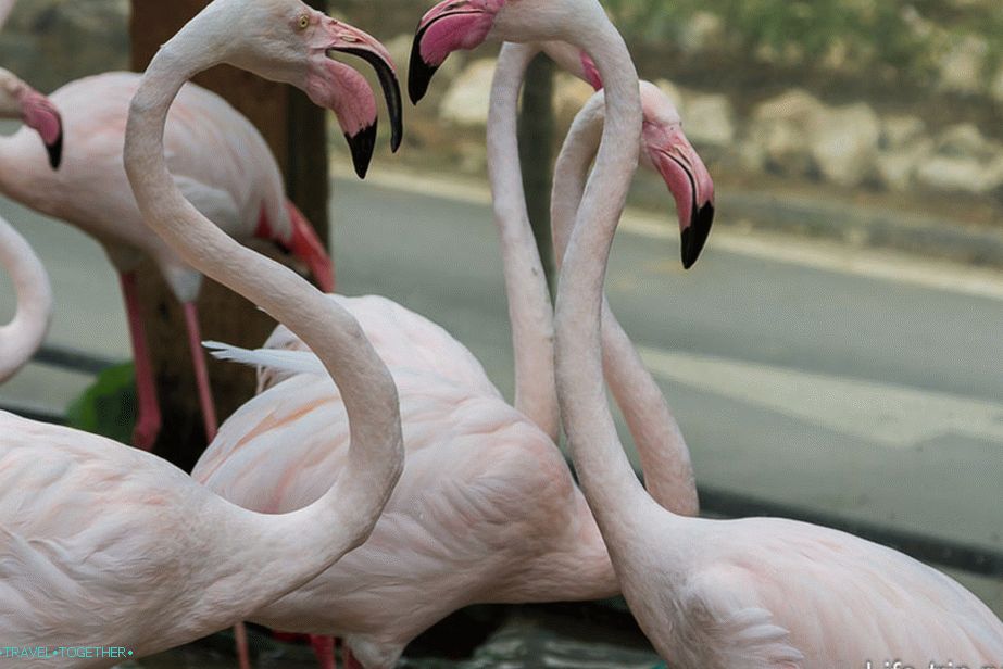 Flamingo, also at the entrance