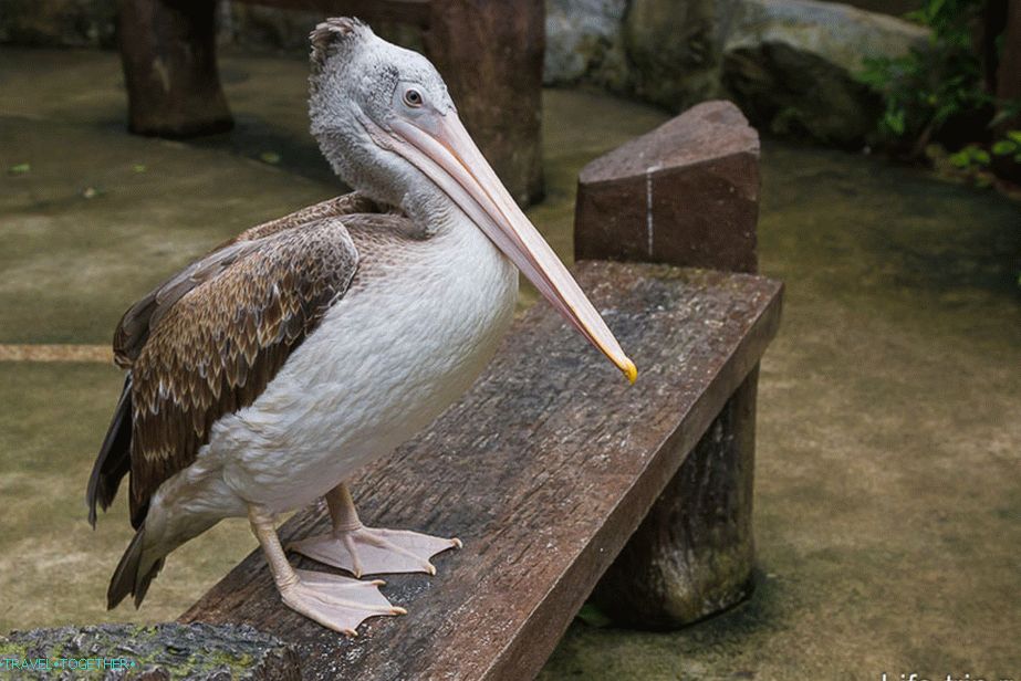 This is kind of a pelican
