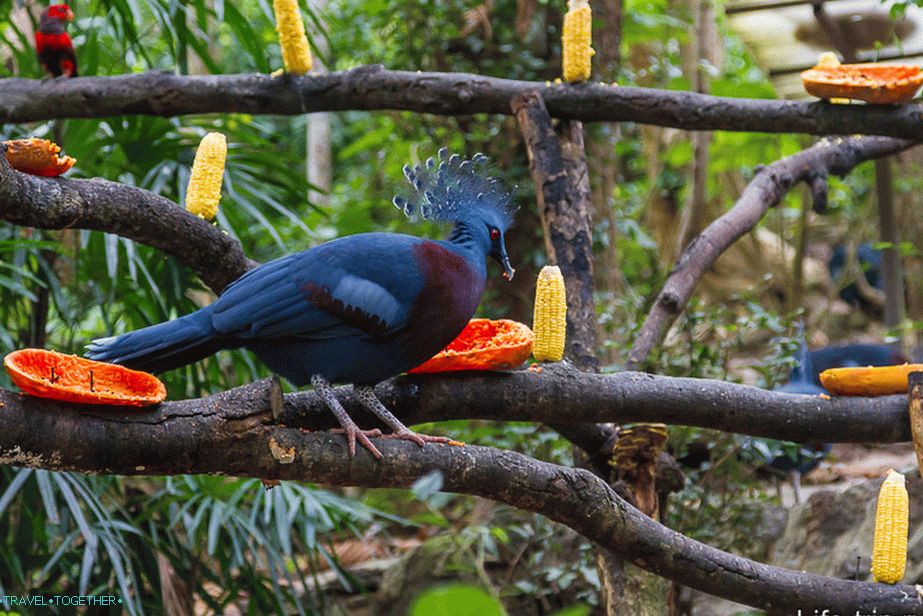 Some blue bird fizzled at me, I thought that papaya would take it away