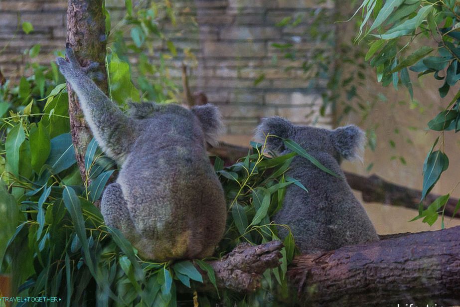 Koalas stubbornly turned away from me, and a couple