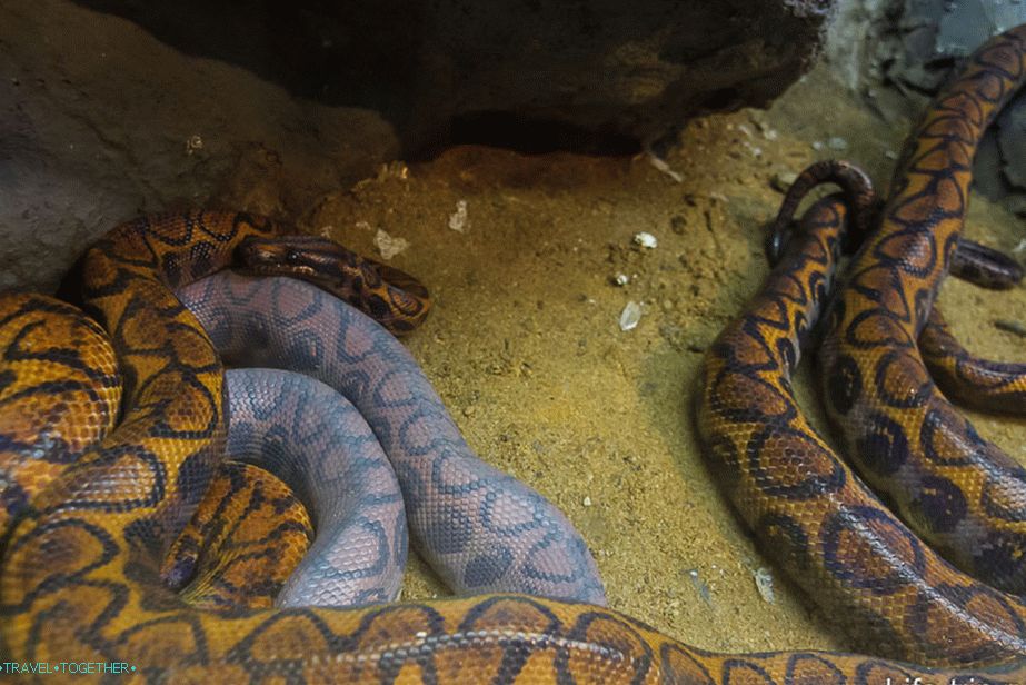 There is clearly something wrong with the snake