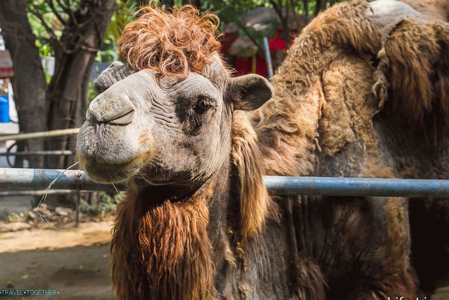 Camel is like rubbed grandmother's carpet