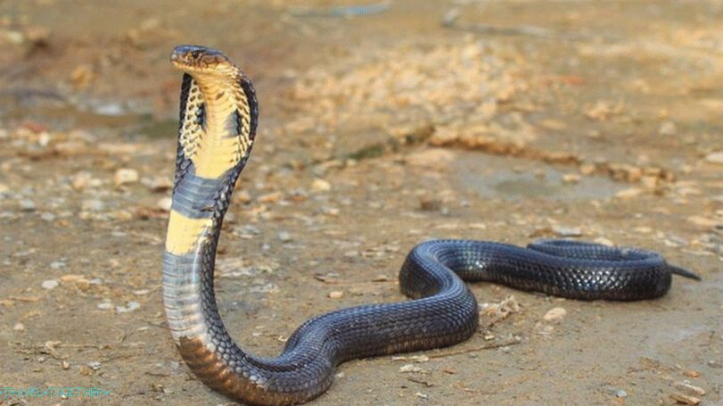 Snake Species in Thailand and First Aid with a bite - World Travel is a ...